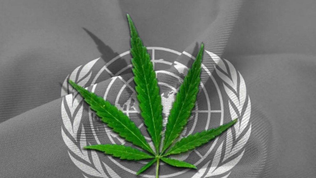 ONU quita a la marihuana de la lista de drogas&nbsp;peligrosas